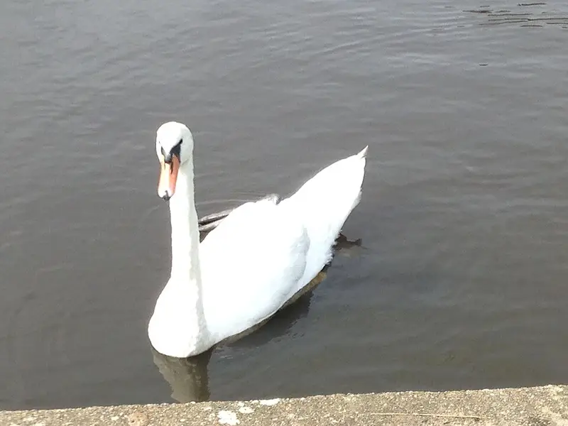 Vendre sa voiture à Boom - Anvers
