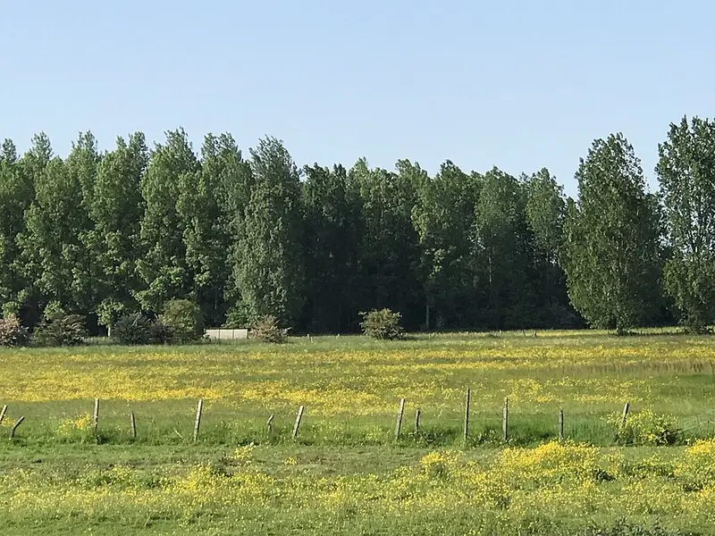 Vendre sa voiture à Denderleeuw - Flandre-Orientale