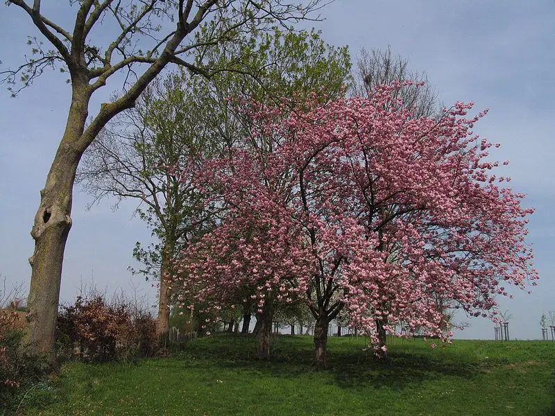 Vendre sa voiture à Lennik - Brabant flamand