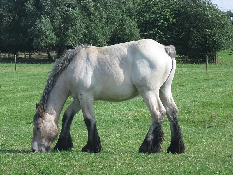 Vendre sa voiture à Opwijk - Brabant flamand