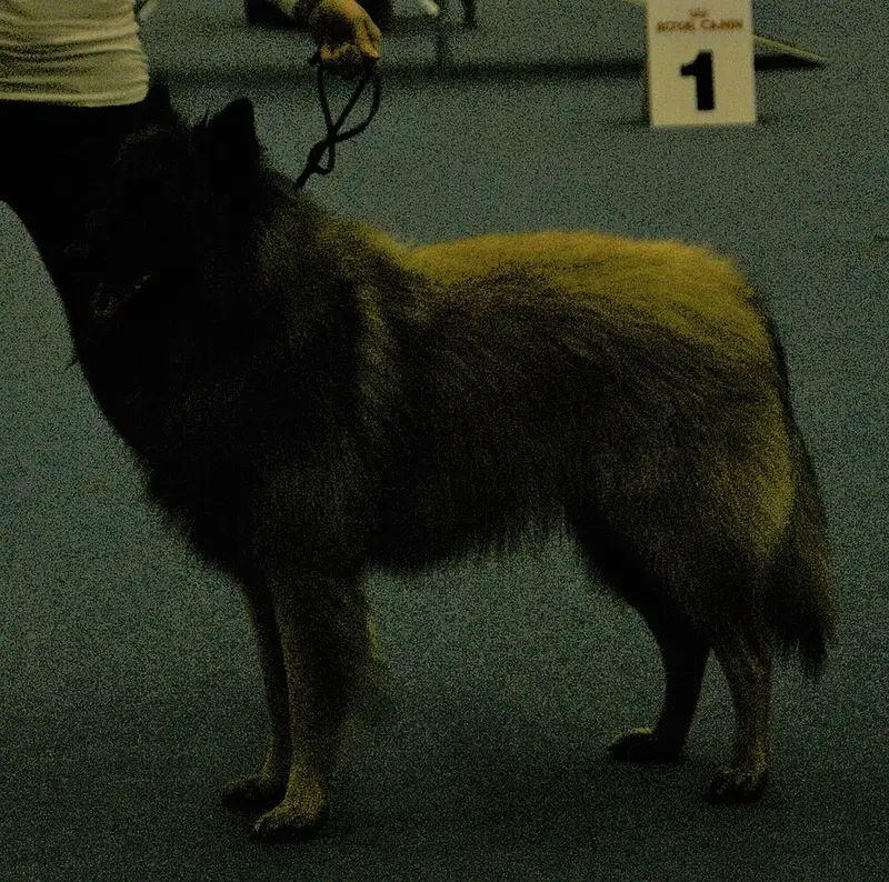 Vendre sa voiture à Tervueren - Brabant flamand